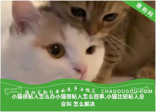 小猫很粘人怎么办小猫很粘人怎么回事,小猫比较粘人总会叫 怎么解决